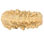 1 Mukhi Rudraksha 36.4mm 5.81gm - Rudraksha back