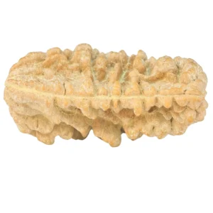 1 Mukhi Rudraksha 36.4mm 5.81gm - Rudraksha back