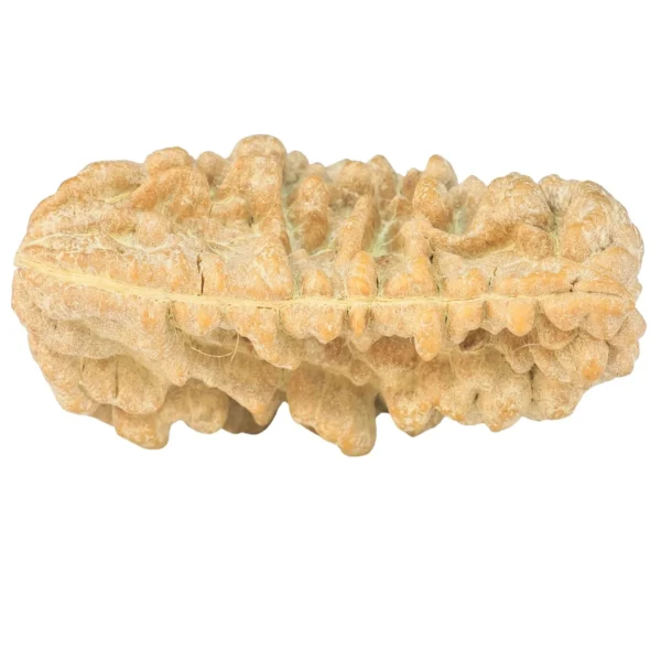 1 Mukhi Rudraksha 36.4mm 5.81gm - Rudraksha back