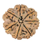 7 Mukhi Rudraksha 26.4mm 5.1gm - Rudraksha back