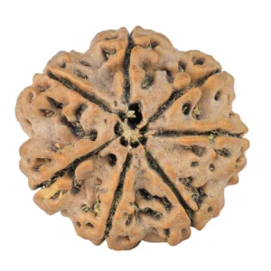 7 Mukhi Rudraksha 26.4mm 5.1gm - Rudraksha back
