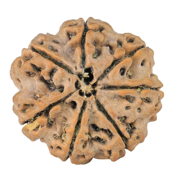 7 Mukhi Rudraksha 26.4mm 5.1gm - Rudraksha back