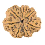 7 Mukhi Rudraksha 27.7mm 5.28gm - Rudraksha back
