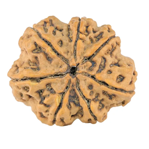 7 Mukhi Rudraksha 27.7mm 5.28gm - Rudraksha back