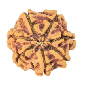 7 Mukhi Rudraksha 19.3mm 2.55gm - Rudraksha back
