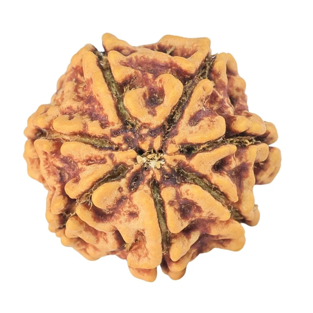 7 Mukhi Rudraksha 19.3mm 2.55gm - Rudraksha back
