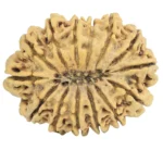14 Mukhi Rudraksha 33.8mm 6.67gm - Rudraksha back