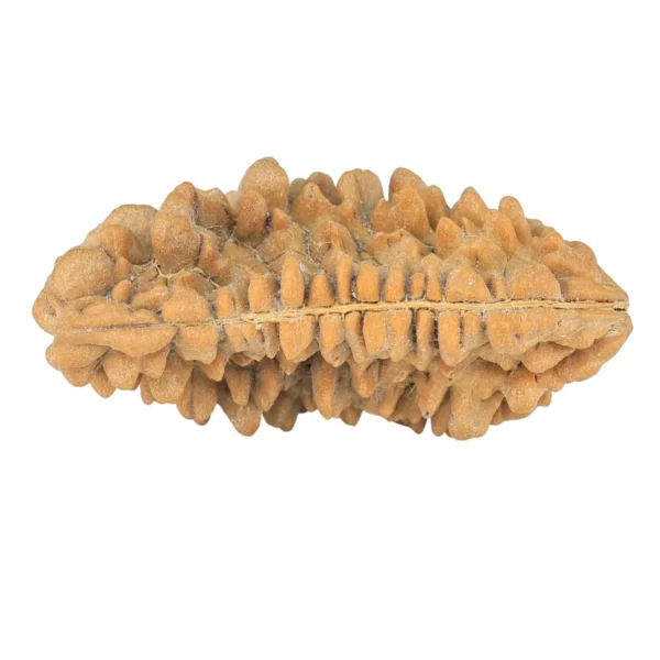 1 Mukhi Rudraksha 36.7mm 4.87gm - Rudraksha back