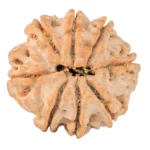 8 Mukhi Rudraksha 22.3mm 4gm - Rudraksha back
