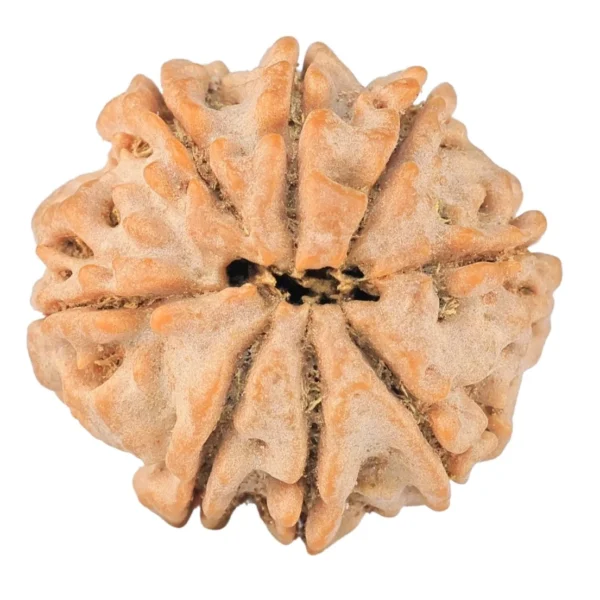 8 Mukhi Rudraksha 22.3mm 4gm - Rudraksha back