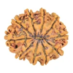 10 Mukhi Rudraksha 26mm 3.65gm - Rudraksha back