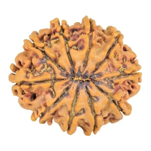 10 Mukhi Rudraksha 26mm 3.65gm - Rudraksha back