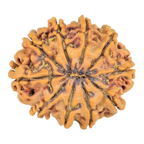 10 Mukhi Rudraksha 26mm 3.65gm - Rudraksha back