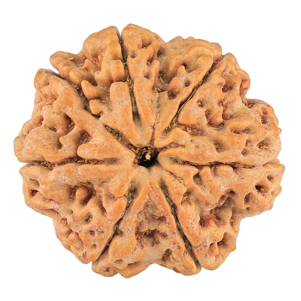 7 Mukhi Rudraksha 28.2mm 6gm