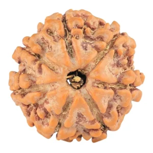7 Mukhi Rudraksha 20.4mm 3.15gm - Rudraksha