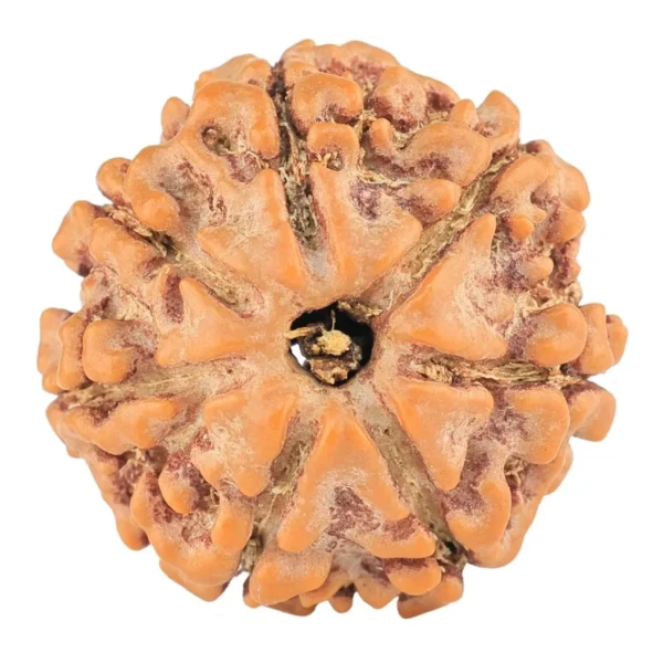 7 Mukhi Rudraksha 20.4mm 3.15gm - Rudraksha