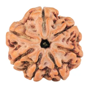 7 Mukhi Rudraksha 23.4mm 4gm - Rudraksha
