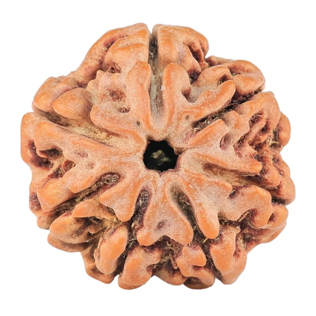 7 Mukhi Rudraksha 23.4mm 4gm - Rudraksha