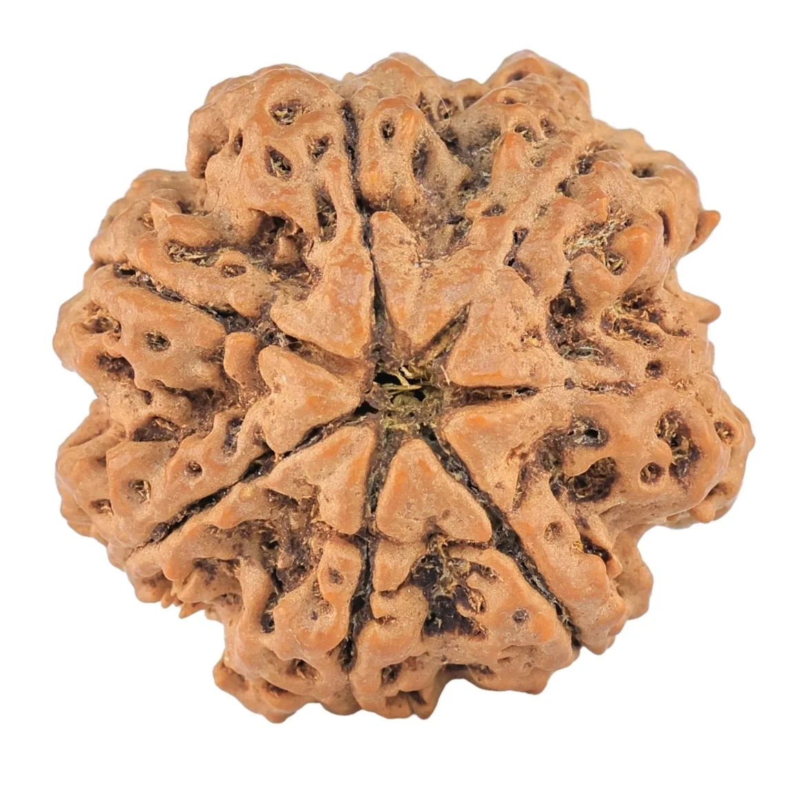 7 Mukhi Rudraksha 29.8mm 6.37gm