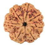 7 Mukhi Rudraksha 27.7mm 6.89gm - Rudraksha