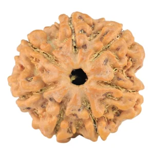 7 Mukhi Rudraksha 24.1mm 4.39gm - Rudraksha
