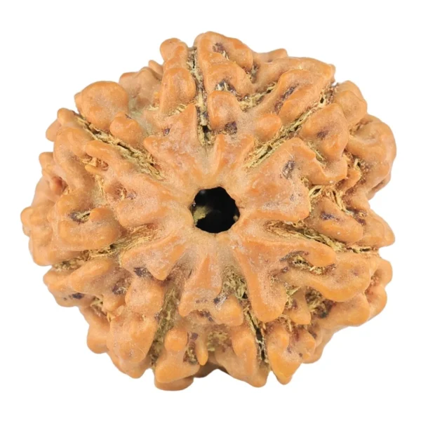 7 Mukhi Rudraksha 24.1mm 4.39gm - Rudraksha