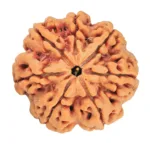 7 Mukhi Rudraksha 27mm 6.86gm - Rudraksha