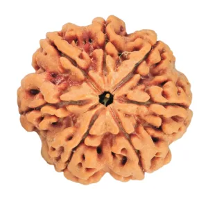 7 Mukhi Rudraksha 27mm 6.86gm - Rudraksha