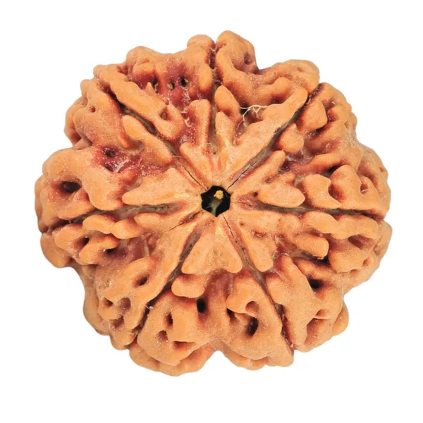 7 Mukhi Rudraksha 27mm 6.86gm - Rudraksha