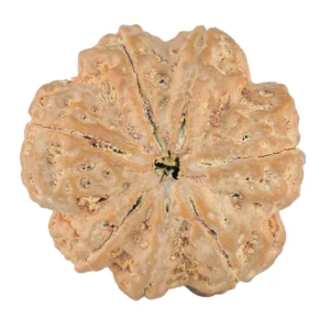 7 Mukhi Rudraksha 27.6mm 7.68gm - Rudraksha