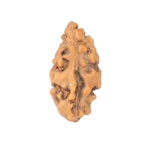 1 Mukhi Rudraksha 13.1mm 0.22gm - Rudraksha