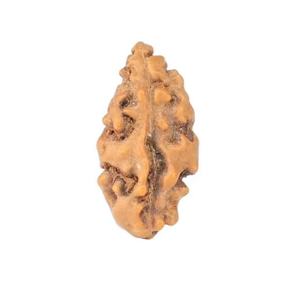 1 Mukhi Rudraksha 13.1mm 0.22gm - Rudraksha
