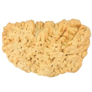 1 Mukhi Rudraksha 33.9mm 5.83gm - Rudraksha