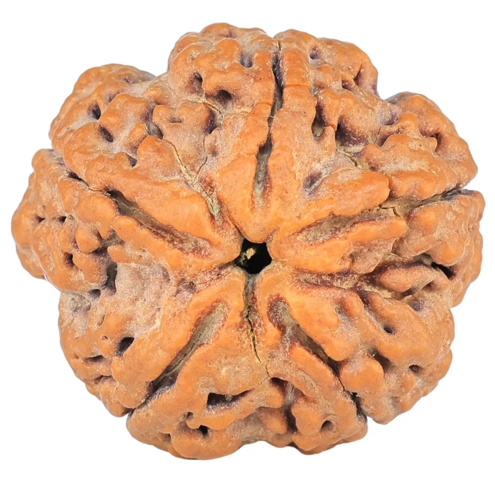 5 Mukhi Rudraksha 27.1mm 7.91gm - Rudraksha