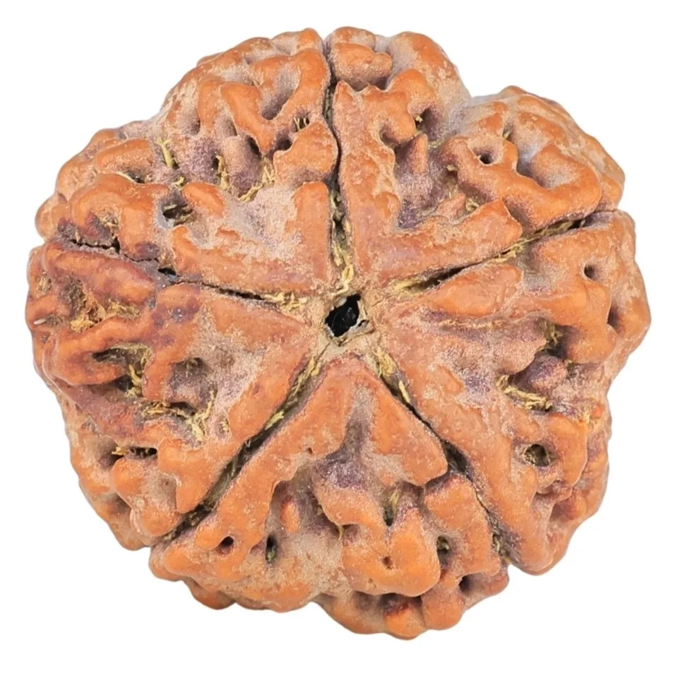 5 Mukhi Rudraksha 26.3mm 6.87gm - Rudraksha