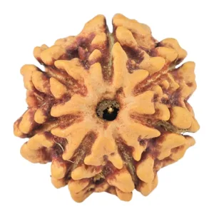 7 Mukhi Rudraksha 19.3mm 2.55gm - Rudraksha