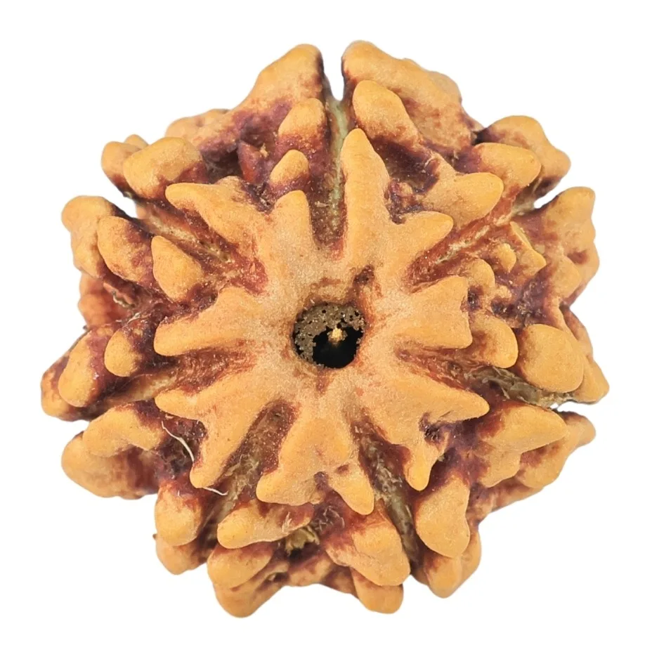 7 Mukhi Rudraksha 19.3mm 2.55gm - Rudraksha