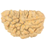 1 Mukhi Rudraksha 35.5mm 6.47gm - Rudraksha