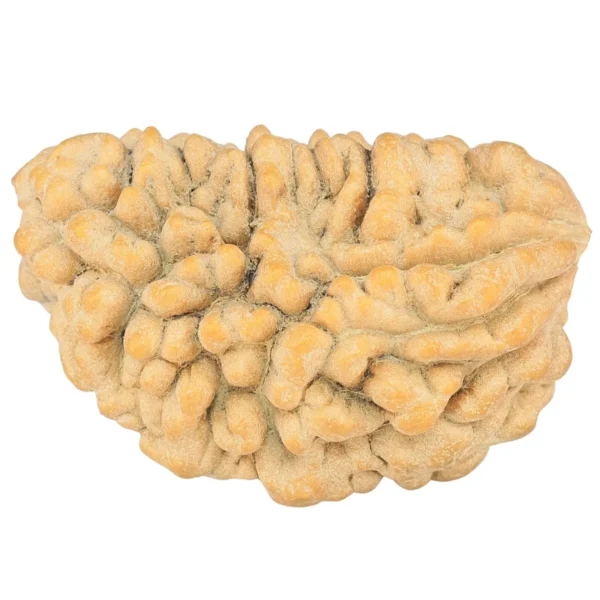 1 Mukhi Rudraksha 35.5mm 6.47gm - Rudraksha
