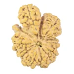 13 Mukhi Trijuti + Ganesh 31.2mm 6gm - Rudraksha
