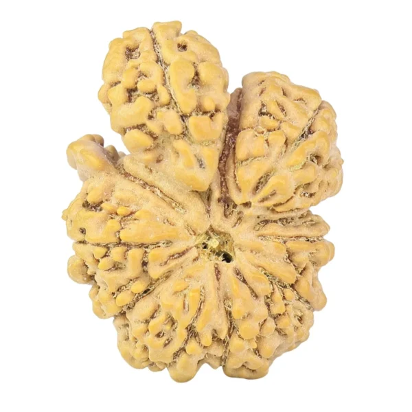 13 Mukhi Trijuti + Ganesh 31.2mm 6gm - Rudraksha