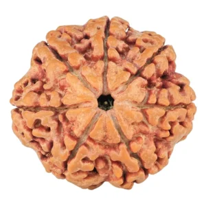 7 Mukhi Rudraksha 28.5mm 7.93gm - Rudraksha