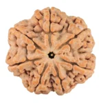 7 Mukhi Rudraksha 28.2mm 6.89gm - Rudraksha