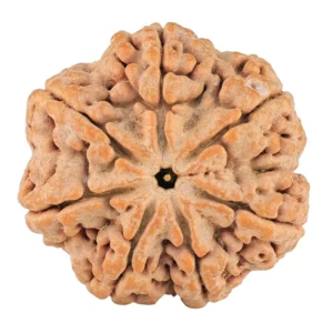 7 Mukhi Rudraksha 28.2mm 6.89gm - Rudraksha