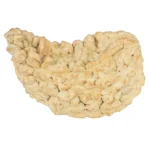1 Mukhi Rudraksha 37.5mm 5.73gm - Rudraksha