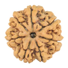 7 Mukhi Rudraksha 27.1mm 6.58gm - Rudraksha