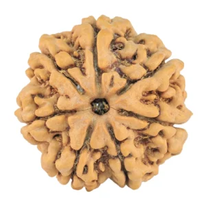 7 Mukhi Rudraksha 27.1mm 6.58gm - Rudraksha