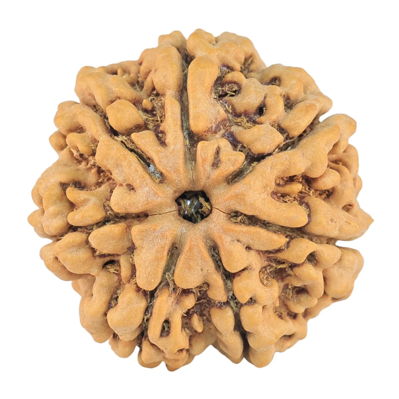 7 Mukhi Rudraksha 27.1mm 6.58gm - Rudraksha
