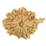 10 Mukhi Ganesh 30.2mm 4.1gm - Rudraksha