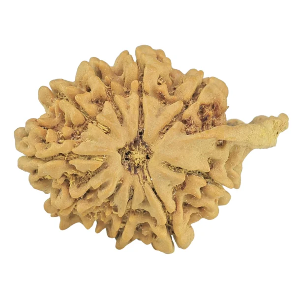 10 Mukhi Ganesh 30.2mm 4.1gm - Rudraksha
